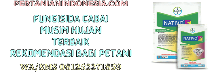 fungisida,fungisida cabai,pestisida,pestisida jenis fungisida,obat jamur